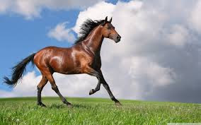 Best Horse HD Free Photos Download.21
