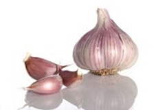garlic