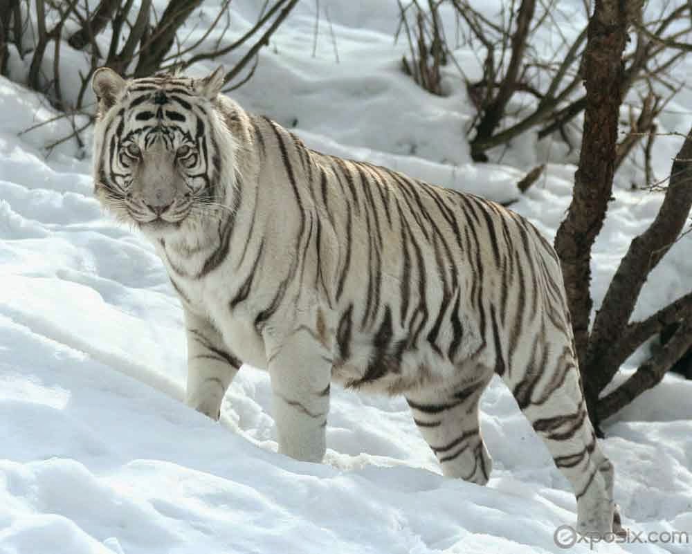 Gambar Harimau Putih Yang Sangar Gambarnya Gambar