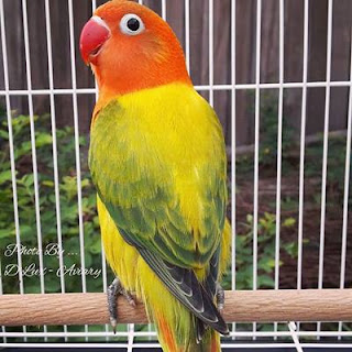 Kali ini saya akan berbagi informasi mengenai ciri Ciri-Ciri Lovebird Euwing, Harga Terbaru dan Cara Mencetak Anakan