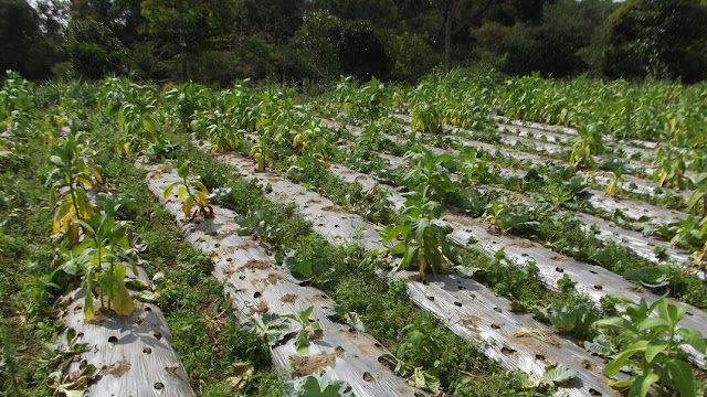 RIBUAN PETANI TEMBAKAU MERBABU TERANCAM GAGAL PANEN DAN KEDEPAN MEMILIH BERTANI SAYUR