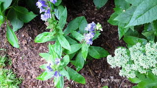 Blue lobelia