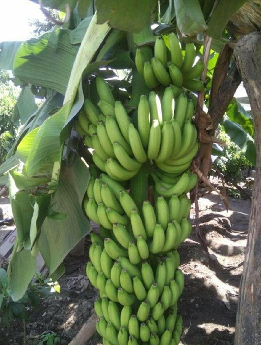 bibit pisang ambon pohon mini super badak bisa grosir Banten