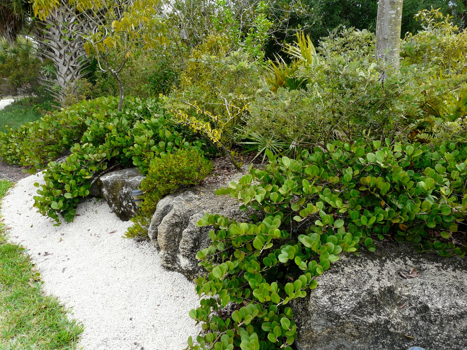 Landscape Plants For South Florida