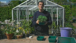 Monty Don Tomato plants