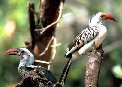 Two red-billed hornbills on trees