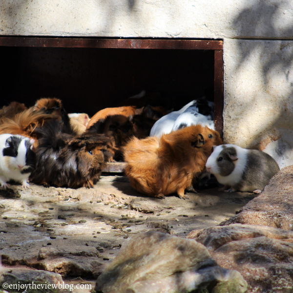 guinea pigs on dry, rocky ground