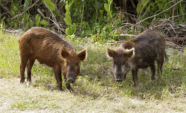 two hogs in bush image