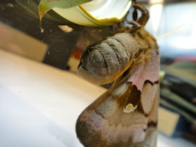 Antheraea Polyphemus transformation (21 pics), giant silk month pictures, Antheraea Polyphemus pictures, month pictures