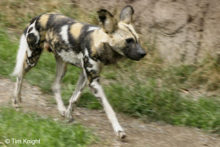 Wild Dogs HD Photos, wild dogs pictures, african wild dogs hd wallpapers