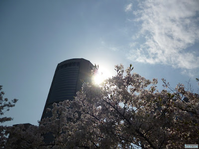 桜と太陽とビル