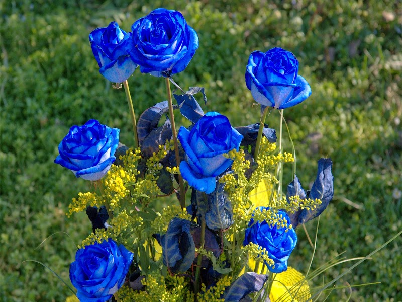 Inspirasi 36+ Gambar Bunga Mawar Biru