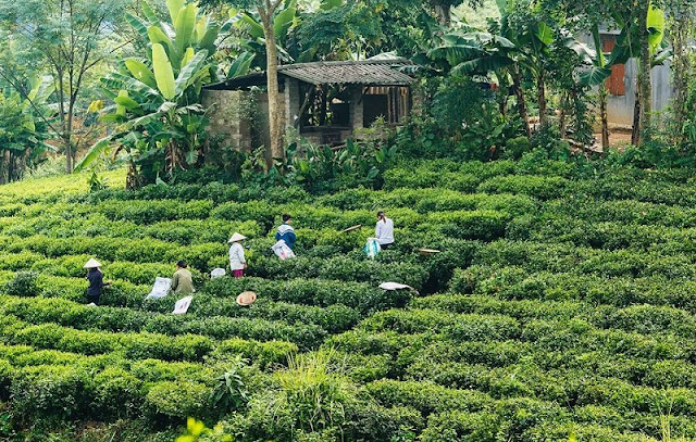 Tan Cuong tea hill at dawn 2