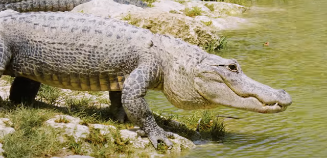 Amazing Alligator Facts for Kids to gain Knowledge