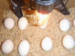 Cara Membuat Mesin Tetas Telur  Dari  Kardus  Bekas Catatan 