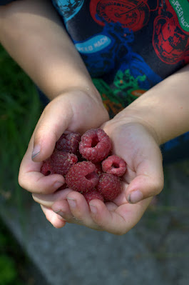 Kinderhände halten dunkelrote Himbeeren.