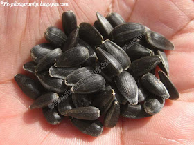 Sunflower Seeds Picture