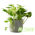 Top 10 Indoor Plants that Clean the Air at Low Light