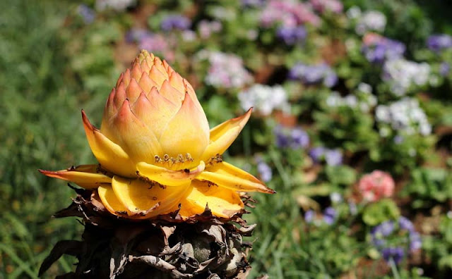 Chinese Yellow Banana Flowers Pictures