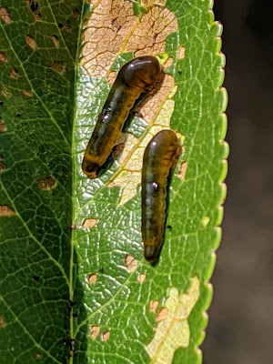 Pear Leaf Slugs