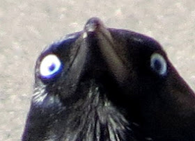 This crow knows what you did, funny crow, funny animals