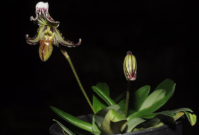 Paphiopedilum fairrieanum orchid plant care and culture