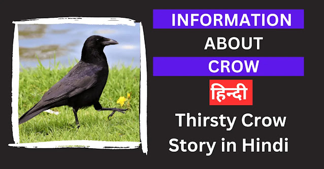 information about crow in Hindi