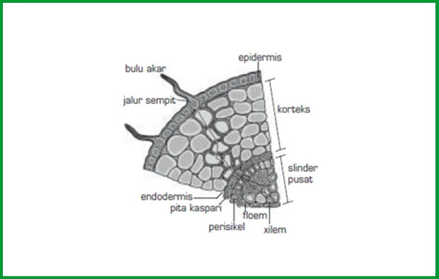 Struktur Anatomi Akar Tumbuhan dan Bagian-Bagiannya