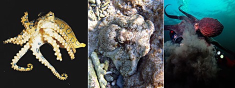gal_super_octopus_3split