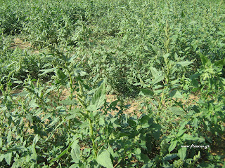 Βλίτο–Amaranthus sp.