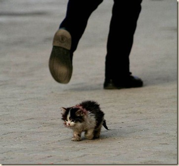 hobo-cat