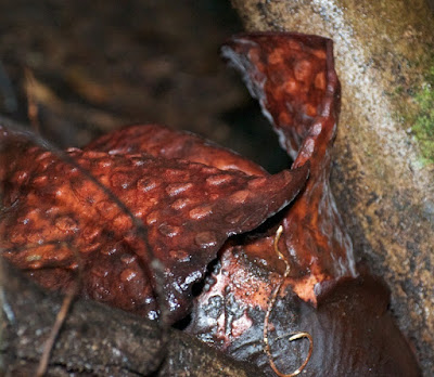 Rafflesia tuan-mudae