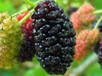  6 Manfaat Mulberry untuk Kulit yang Menakjubkan