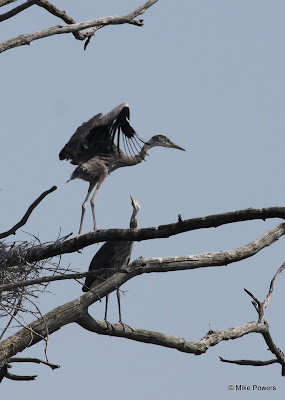 Juvenile Great Blue Heron exercising its wings