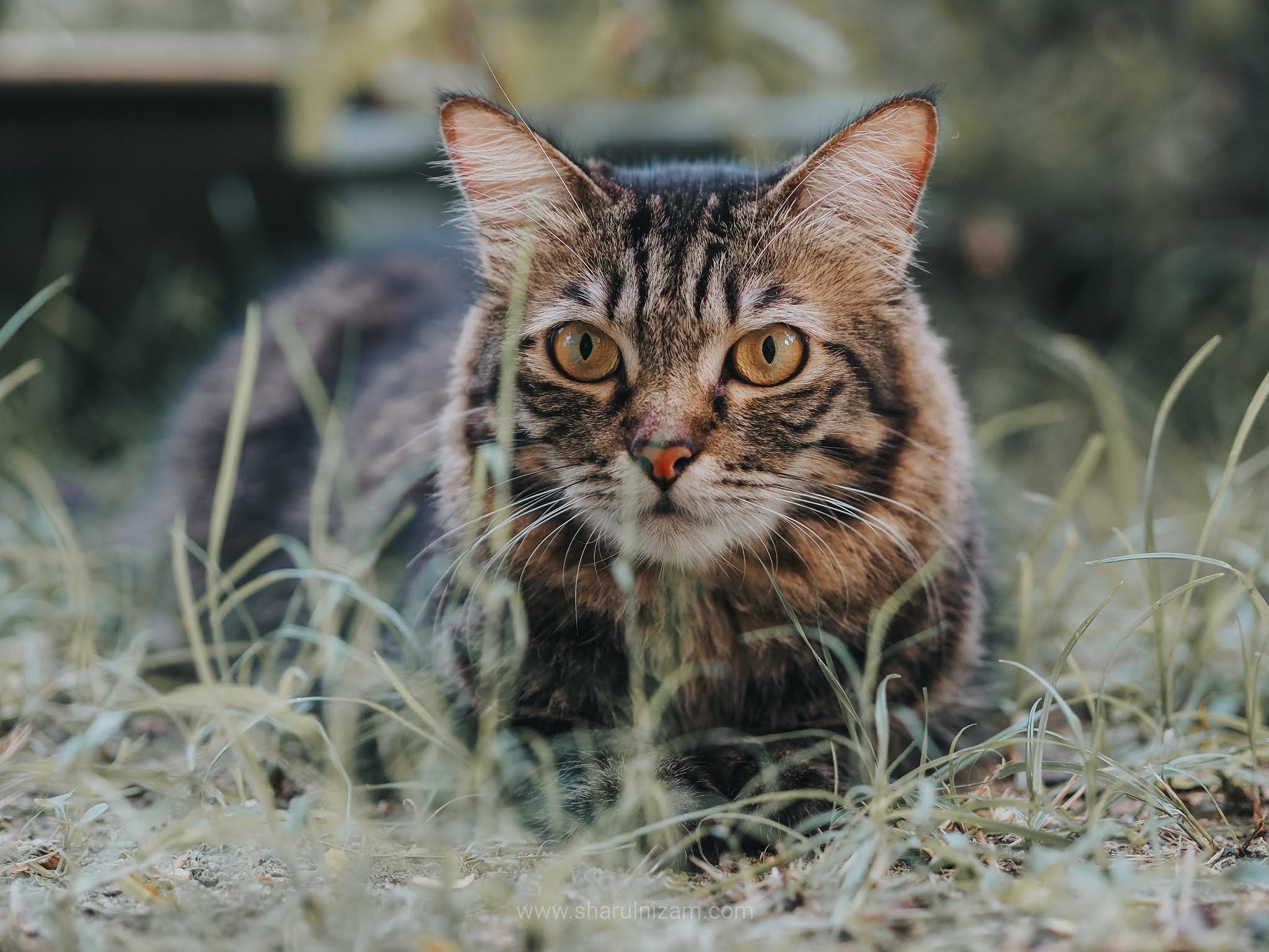 Kucing Yang Suka Buat Dek