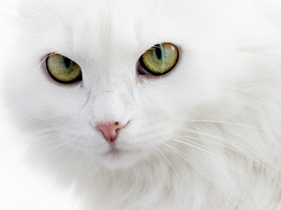 Cat Standard Resolution HD Wallpaper 10