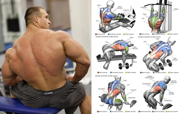 The Top 10 Best Back Muscle-Building Workouts