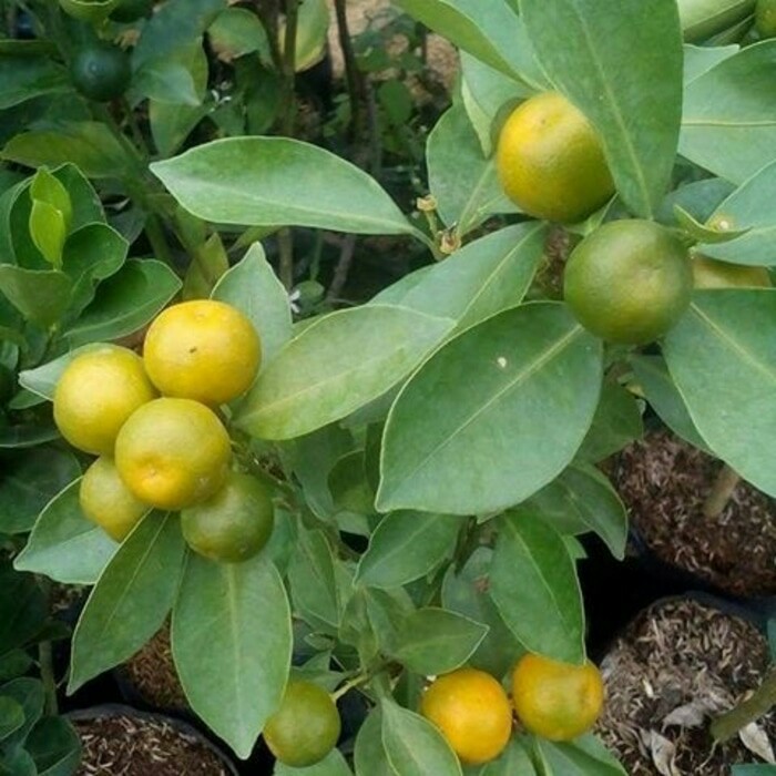 bibit jeruk kolomonde kasturi hasil okulasi buah manis Tanjungbalai