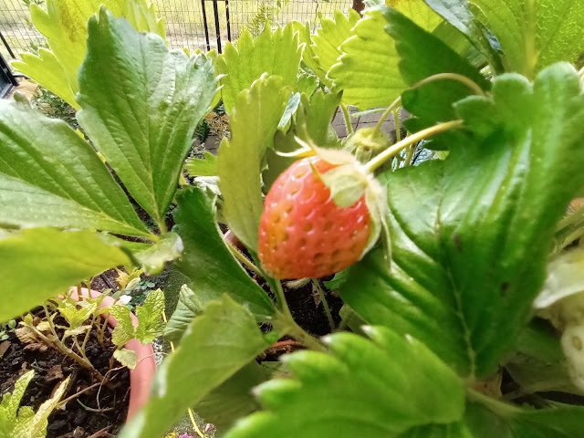 Fresones (Fragaria x ananassa). Fructificación.