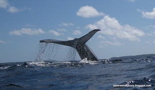 humpback whale tail