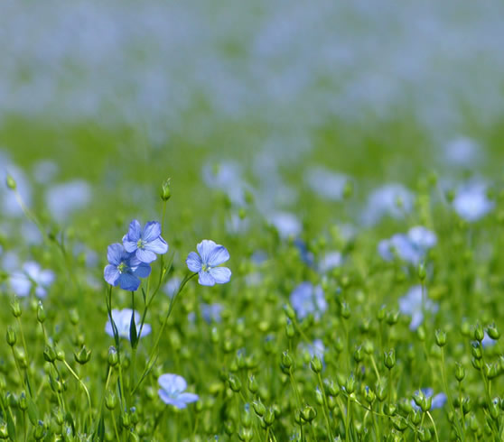 Flax plants