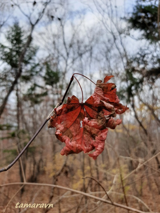 Клён ложнозибольдов (Acer pseudosieboldianum)