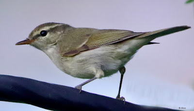 Greenish Warbler - Phylloscopus trochiloides
