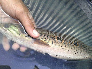 Spot ikan kerandang di Sebangau Kalimantan Tengah