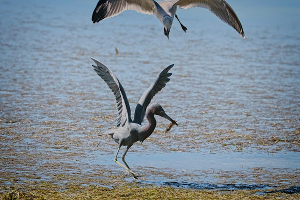 Gull harassing a Little Blue Heron for its fish.