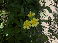 A Yellow Sulphur Cinquefoil Flower