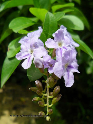 Golden Dewdrop - Duranta erecta