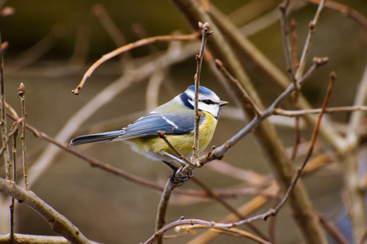 close-up of yellow and blue parus bird sitting on a bench of a naked tree