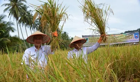 Sawahlunto Sukses dengan Pengembangan Varietas Padi Gadang Rumpun