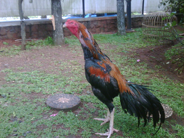 Gudskjelov! 34+ Sannheter du Ikke Visste om Warna Ayam ...